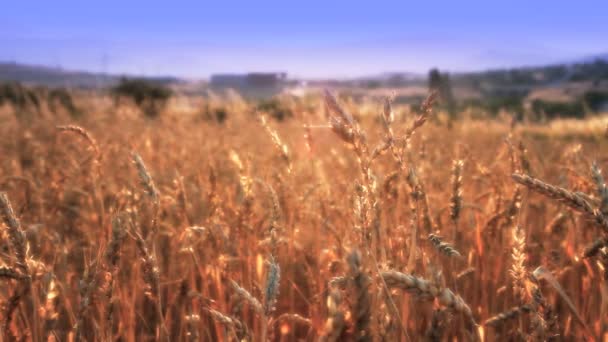 Champ de céréales avec le grain — Video