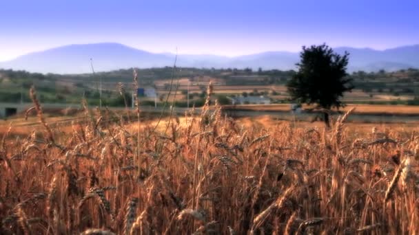 Campo di grano con il grano — Video Stock