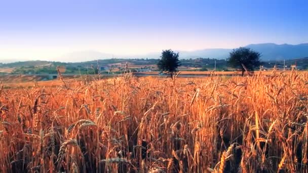 Grain veld met de korrel — Stockvideo