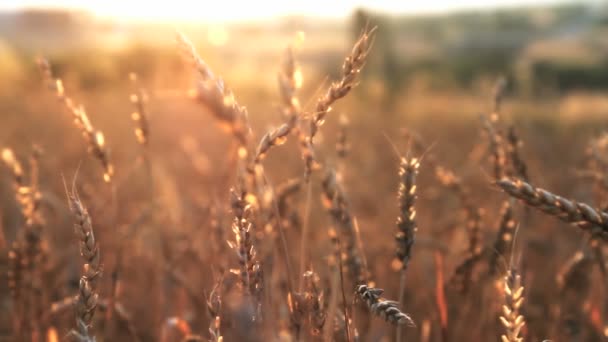 Campo de grano con el grano — Vídeo de stock