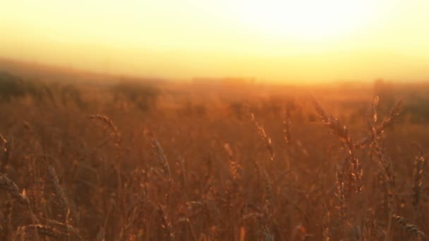 Campo de grano puesta de sol — Vídeos de Stock