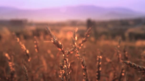 Campo de grãos com o grão — Vídeo de Stock