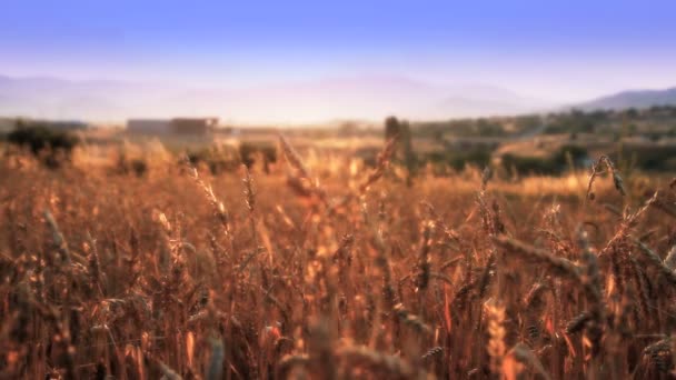 Campo de grano con el grano — Vídeo de stock