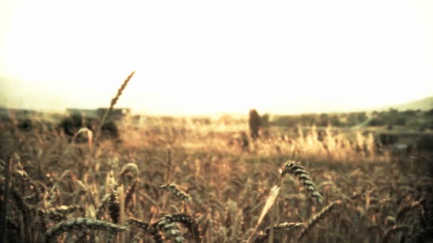 Sonnenuntergang im Getreidefeld — Stockvideo