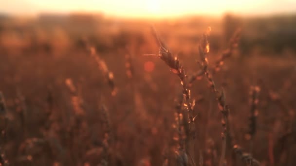 Ηλιοβασίλεμα πεδίο σιτάρι — Αρχείο Βίντεο