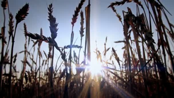 Sonnenuntergang im Getreidefeld — Stockvideo