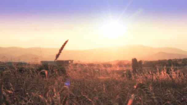 Ηλιοβασίλεμα πεδίο σιτάρι — Αρχείο Βίντεο