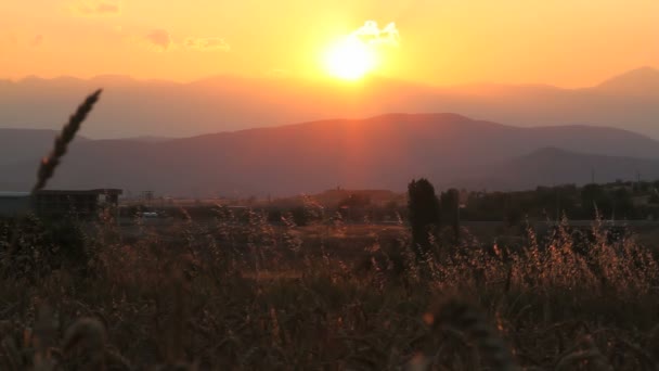 Закат зерновых полей — стоковое видео