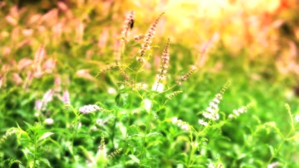 Menta natural a base de hierbas — Vídeos de Stock