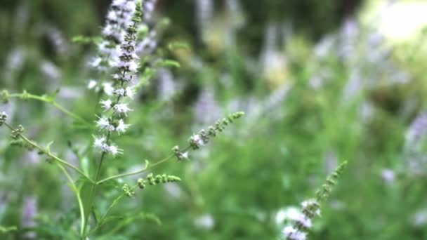 menthe naturelle à base de plantes 