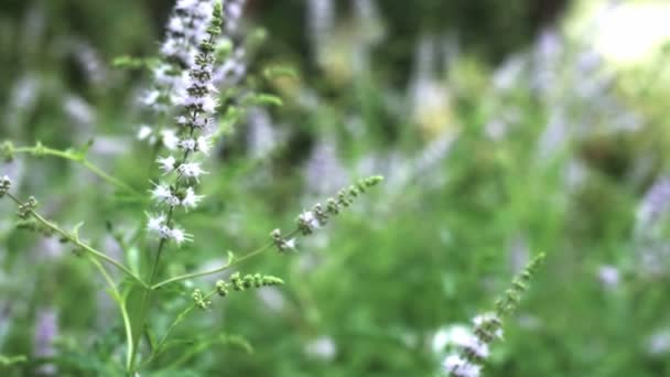 Ziołowa mięta naturalny — Wideo stockowe