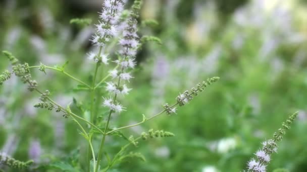 Menthe naturelle à base de plantes — Video