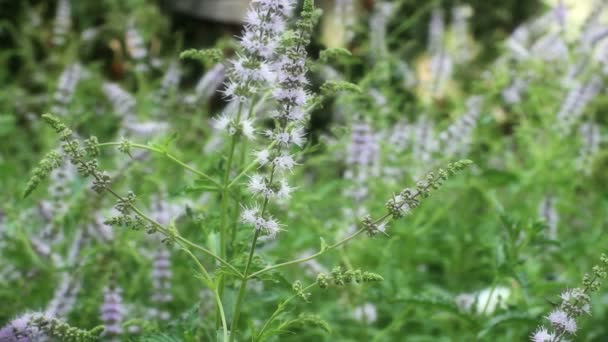 Menthe naturelle à base de plantes — Video