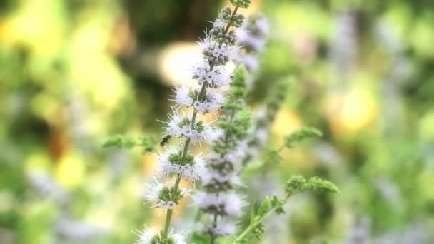 menthe naturelle à base de plantes 