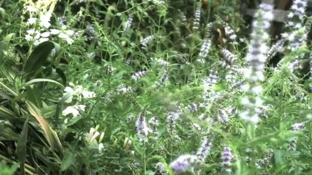 Φυσικό βότανα μέντα — Αρχείο Βίντεο
