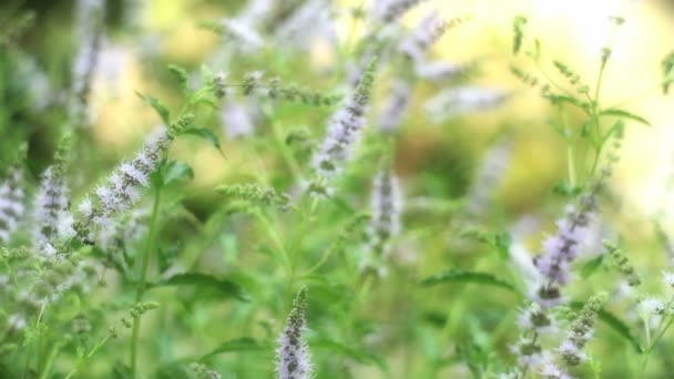 Natuurlijke kruiden mint — Stockvideo