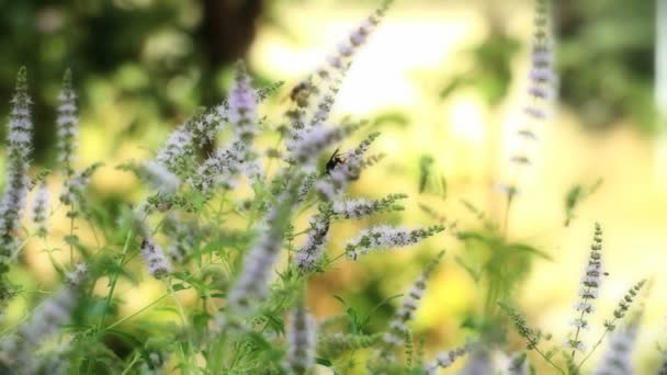 menthe naturelle à base de plantes 