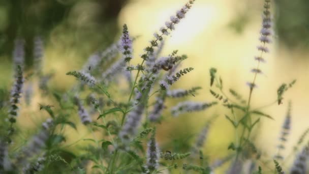 menthe naturelle à base de plantes 