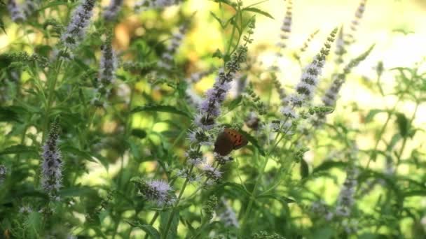 Menthe naturelle à base de plantes — Video