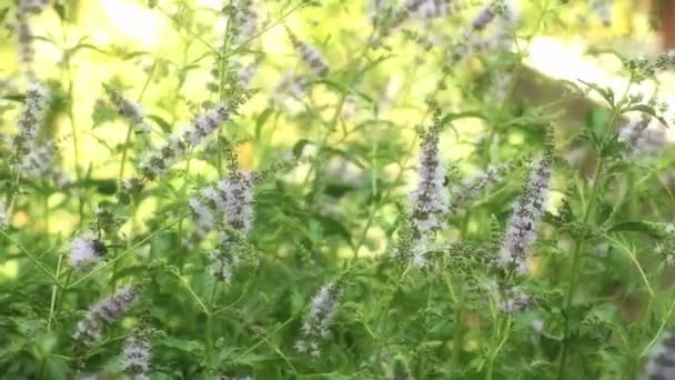 Natuurlijke kruiden mint — Stockvideo