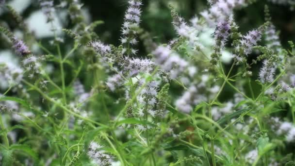 Ziołowa mięta naturalny — Wideo stockowe