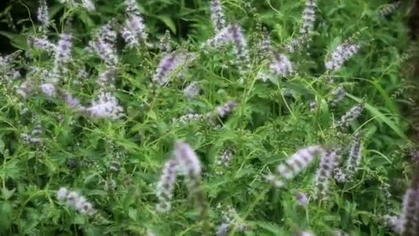 Natuurlijke kruiden mint — Stockvideo