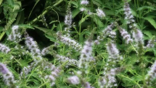 Herbal mint natural — Stock Video