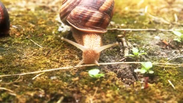 Snail on the grass — Stock Video