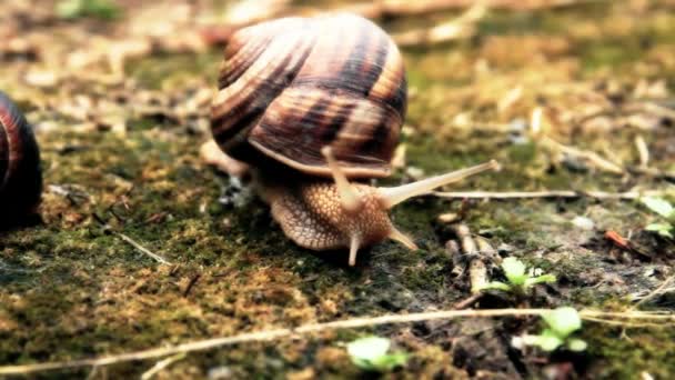 Caracol na grama — Vídeo de Stock