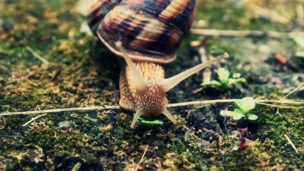 Snail on the grass — Stock Video
