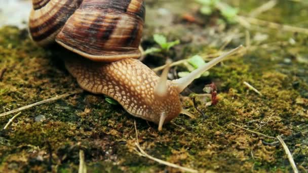 Escargot sur l'herbe