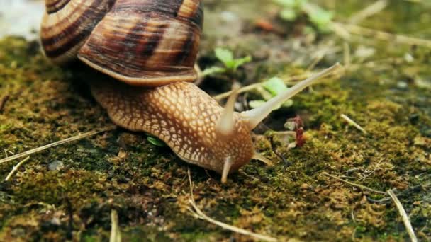 Caracol na grama — Vídeo de Stock