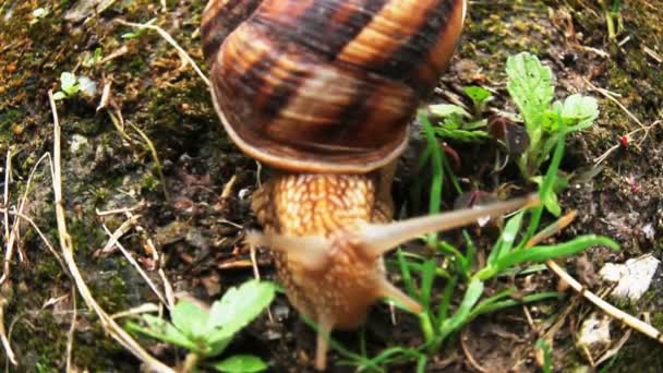 Escargot sur l'herbe