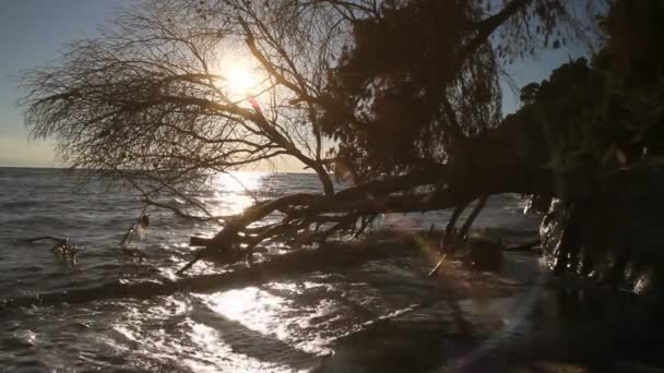 Deniz günbatımı ağaç — Stok video