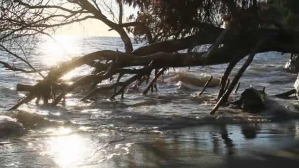 Coucher de soleil de mer arbre — Video