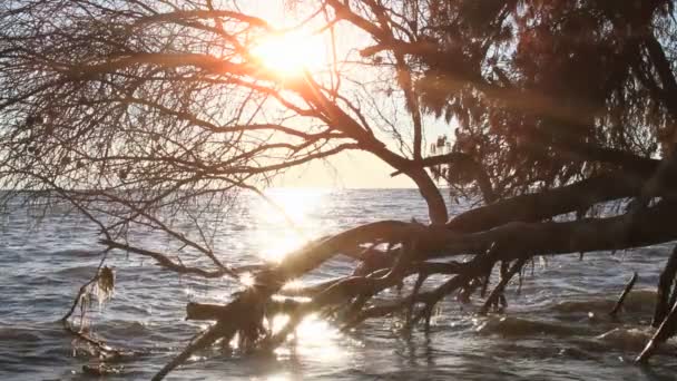 Coucher de soleil de mer arbre — Video