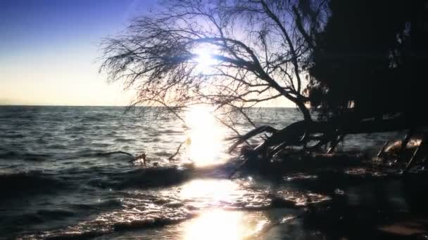 Havet solnedgång träd — Stockvideo