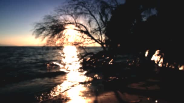 Sunset tree van de zee — Stockvideo
