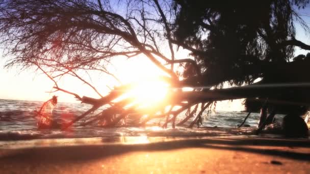 Морское закатное дерево — стоковое видео