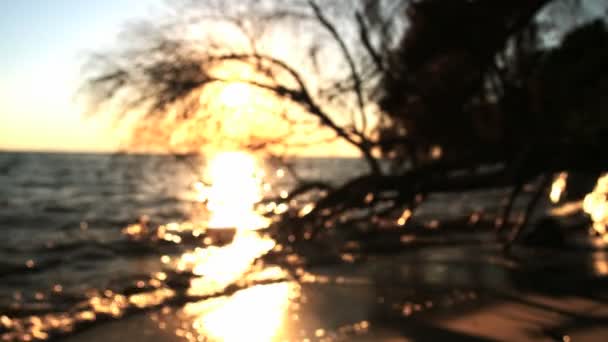 海の夕日の木 — ストック動画
