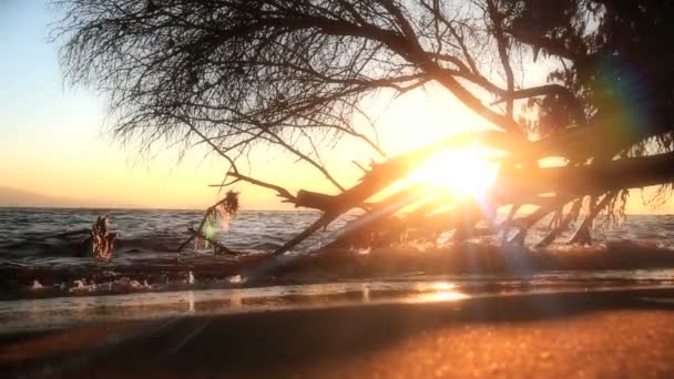 Árbol del atardecer marino — Vídeos de Stock