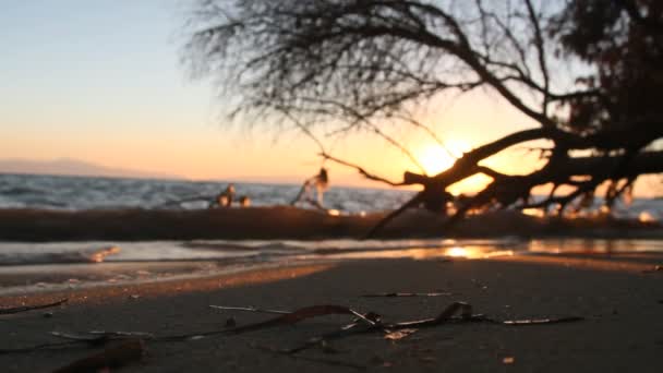 海上夕阳树 — 图库视频影像