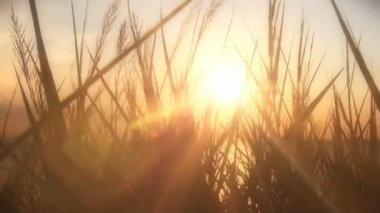 Günbatımı deniz otu