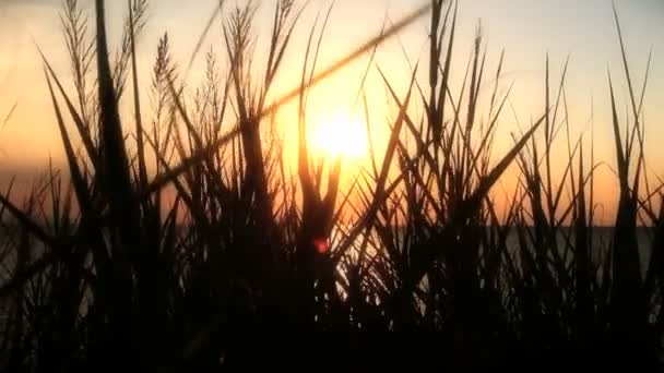 Pôr do sol grama do mar — Vídeo de Stock