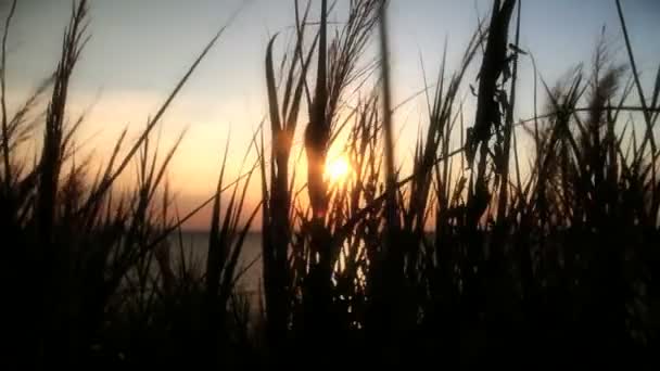 Pôr do sol grama do mar — Vídeo de Stock