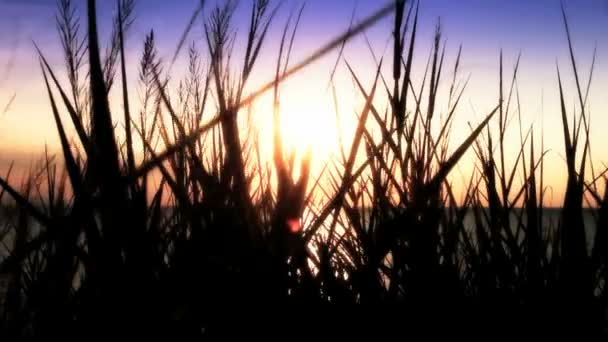 Sunset sea grass — Stock Video