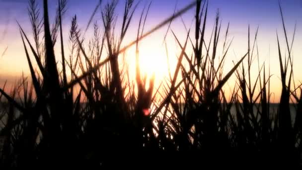 Coucher de soleil Herbe marine — Video