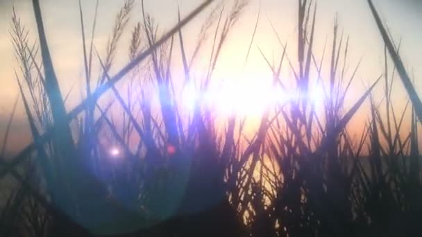 Zonsondergang zee gras — Stockvideo