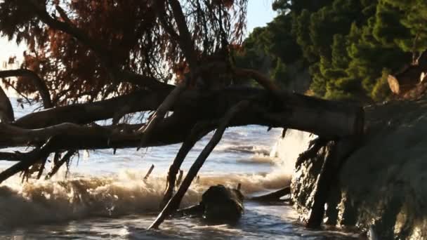 海の波の崖の木 — ストック動画