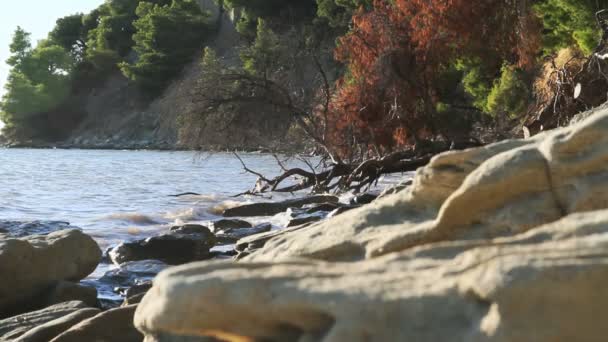Морська хвиля скеля дерево — стокове відео